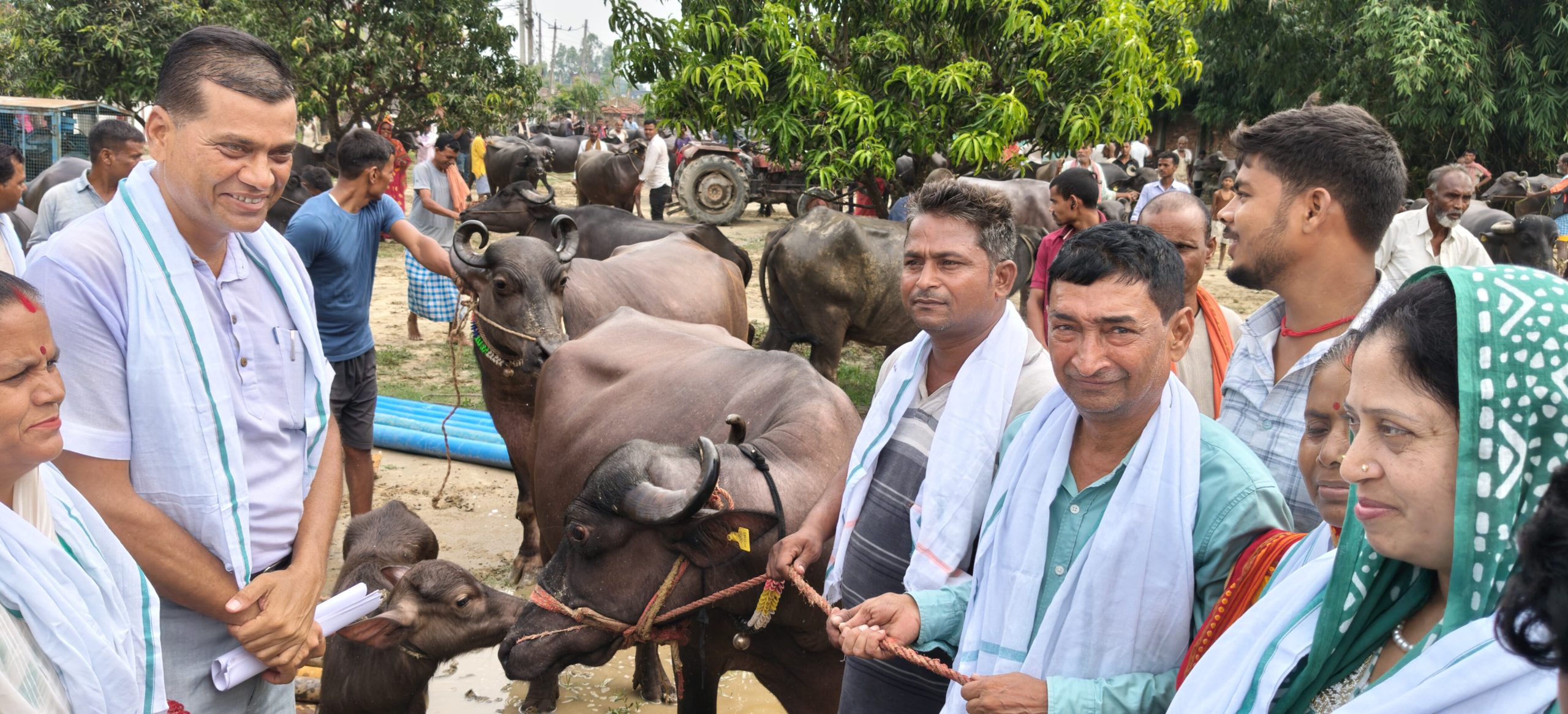 वडा अध्यक्ष धर्मेन्द्र यादवको प्रयास सफल,कलैया–२६ मा १४० कृषकले भैंसी पाउदै